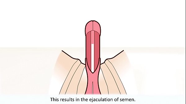 The male orgasm explained